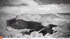 Petaurus norfolcensis