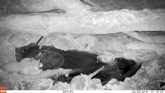 Petaurus norfolcensis