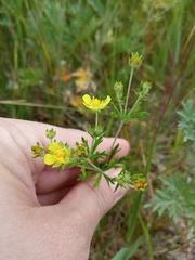 Potentilla