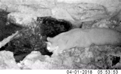 Petaurus norfolcensis