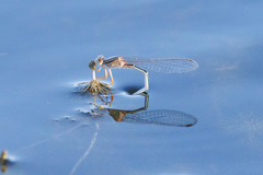 Xanthagrion erythroneurum