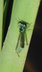 Ischnura damula