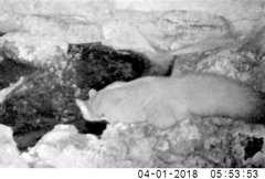 Petaurus norfolcensis