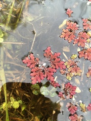 Azolla rubra