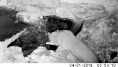 Petaurus norfolcensis