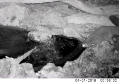 Petaurus norfolcensis