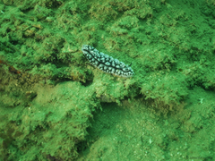 Phyllidiopsis krempfi