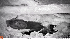 Petaurus norfolcensis