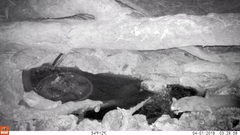 Petaurus norfolcensis