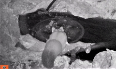 Petaurus norfolcensis