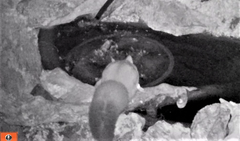 Petaurus norfolcensis