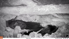 Petaurus norfolcensis