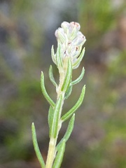 Phylica excelsa papillosa