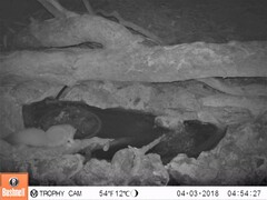 Petaurus norfolcensis