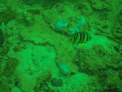 Chaetodon octofasciatus