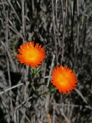 Lampranthus glaucoides