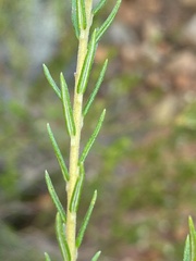 Phylica excelsa papillosa