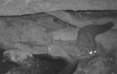 Petaurus norfolcensis