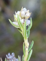 Phylica excelsa papillosa