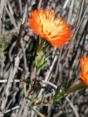 Lampranthus glaucoides