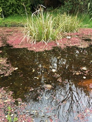 Azolla rubra