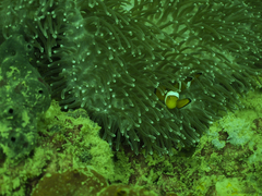 Amphiprion ocellaris