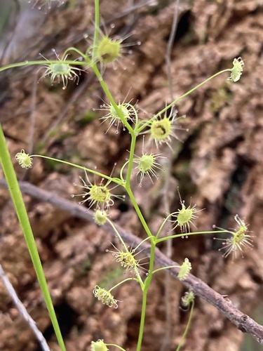 Drosera erythrogyne