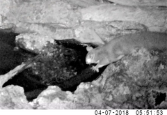 Petaurus norfolcensis