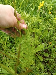 Artemisia abrotanum