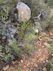 Phylica excelsa papillosa