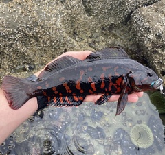Hexagrammos lagocephalus