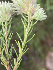 Phylica excelsa papillosa