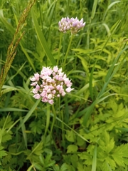 Allium angulosum
