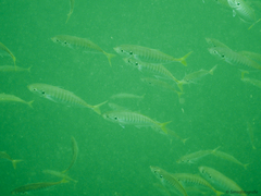 Trachurus