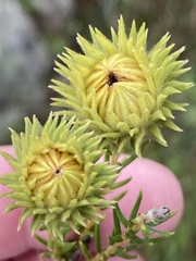 Phylica excelsa papillosa