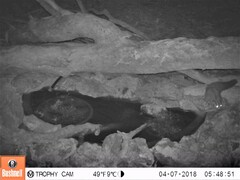 Petaurus norfolcensis