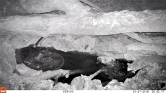 Petaurus norfolcensis