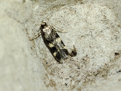 Oegoconia