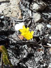 Sebaea sulphurea