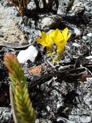 Sebaea sulphurea