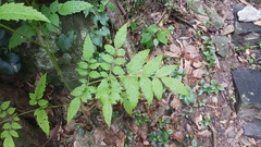 Aralia decaisneana
