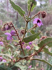 Thomasia paniculata