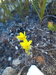 Sebaea sulphurea
