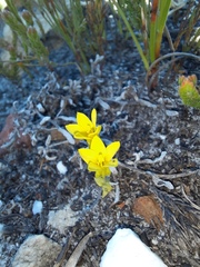 Sebaea sulphurea