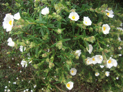 Cistus monspeliensis
