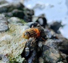 Eristalinus arvorum