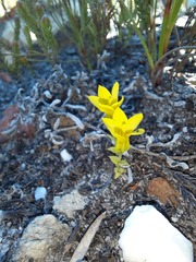 Sebaea sulphurea