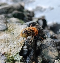 Eristalinus arvorum