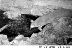 Petaurus norfolcensis