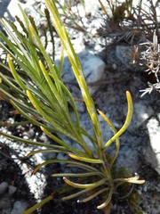 Edmondia